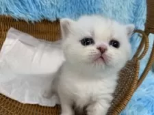 スコティッシュフォールド(立ち耳)【大阪府・男の子・2025年7月17日・シルバータビー&ホワイト】の写真10