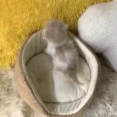 スコティッシュフォールド(折れ耳)【大阪府・男の子・2025年2月13日・クリームタビー&ホワイト】の写真12