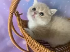 マンチカン(短足)【大阪府・男の子・2025年9月2日・クリームタビー&ホワイト】の写真7