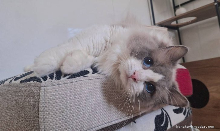 佐藤　優香(さとう　ゆうか)ブリーダー(青森県・ラグドール・ACC登録)の紹介写真3