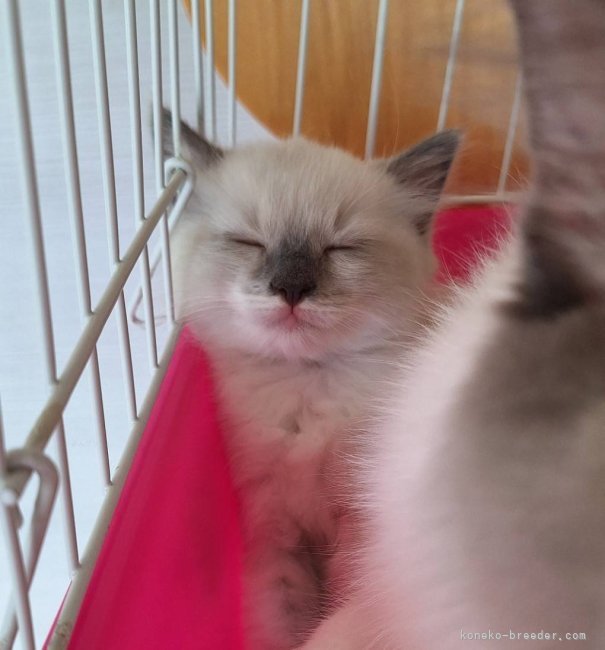 佐藤優香ブリーダーのブログ：のんびりな性格の子猫達🐱