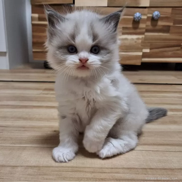 ID：2411-01085の子猫