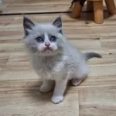 ラグドール【青森県・男の子・2024年4月14日・ブルーポイントバイカラー】の写真1