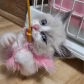 ラグドール【青森県・男の子・2024年4月14日・ブルーポイントバイカラー】の写真4「やんちゃくんです😺」