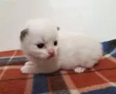 ラグドール【青森県・男の子・2026年3月3日・ブルーポイントバイカラー】の写真2