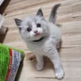 ラグドール【青森県・女の子・2025年3月10日・ブルーポイントバイカラー】の写真3