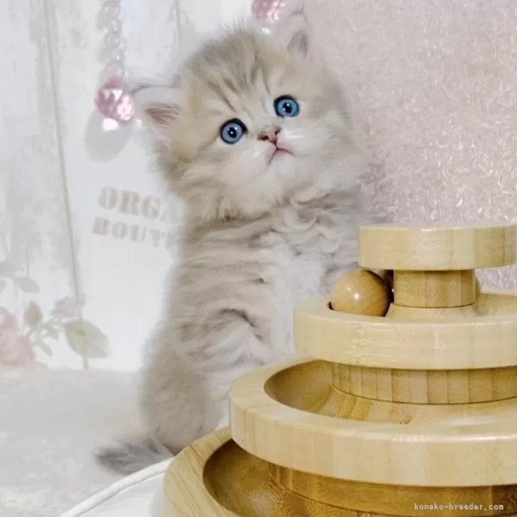 ID：2411-00850の子猫