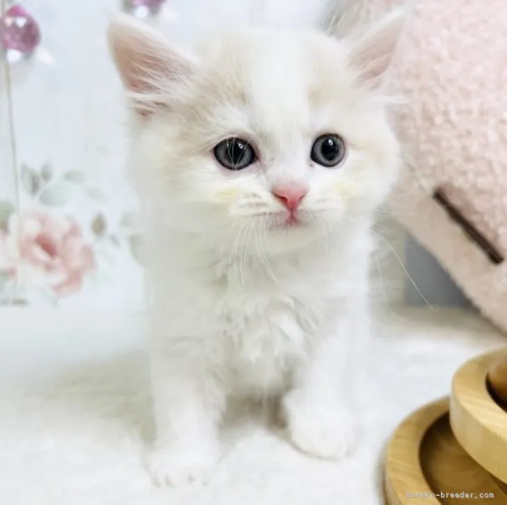 ID：2311-01560の子猫