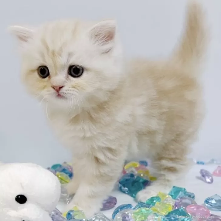 ID:2407-02063の子猫
