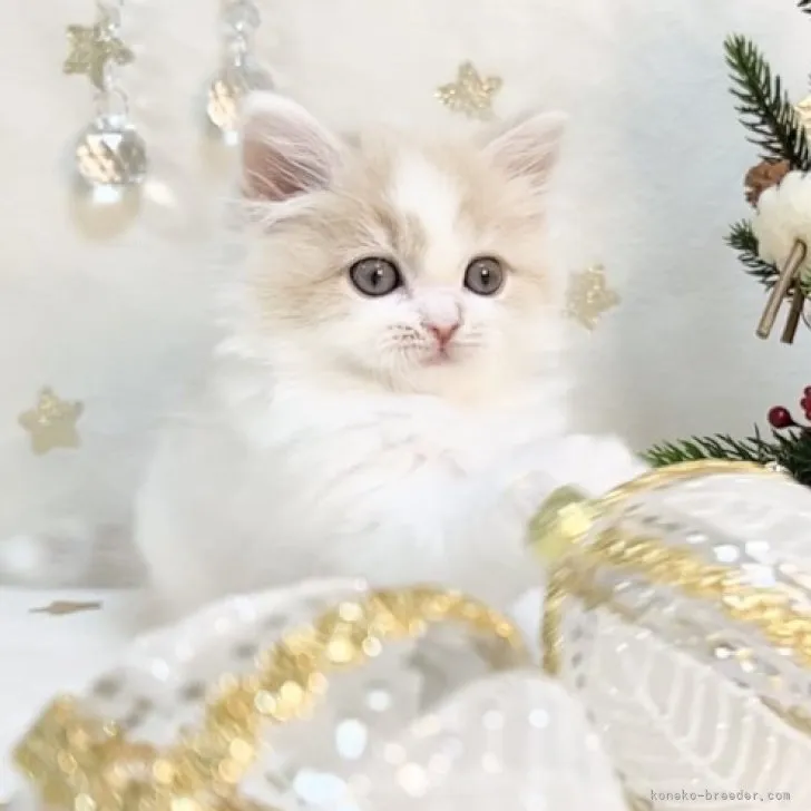 ID:2312-00618の子猫