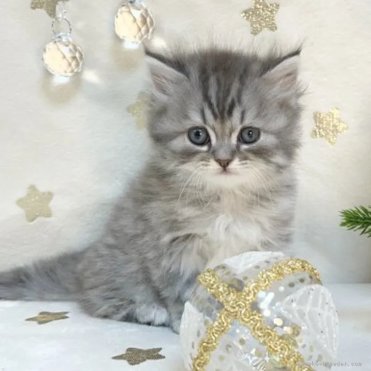 ID：2312-00205の子猫