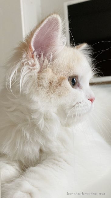 スコティッシュフォールド【・女の子・2022年1月28日・クリーム&ホワイト】