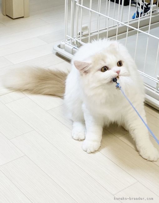 スコティッシュフォールド【・女の子・2021年8月22日・クリームタビー&amp;ホワイト】