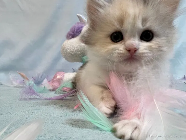 ID:2205-02212の子猫