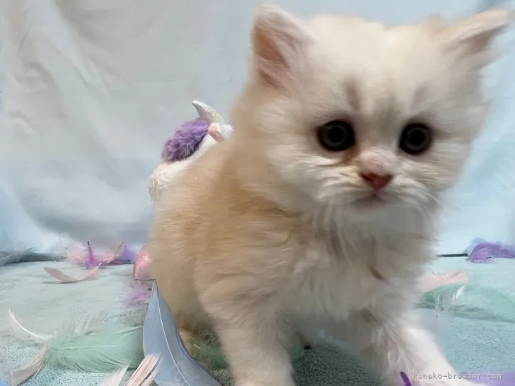 ID:2205-02223の子猫