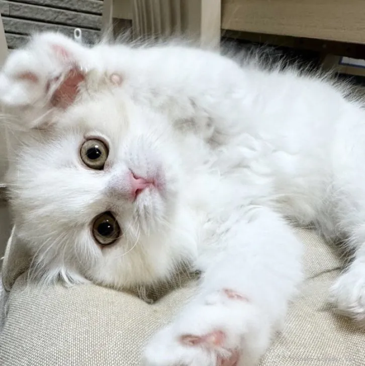 ID:2307-02475の子猫