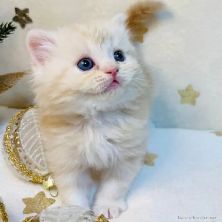 ID:2211-02249の子猫