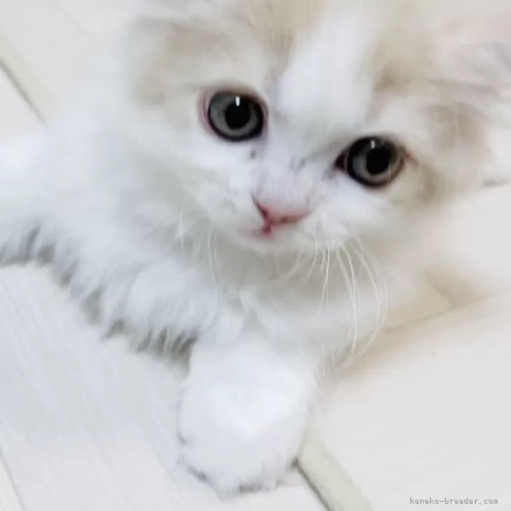 ID：2311-01561の子猫