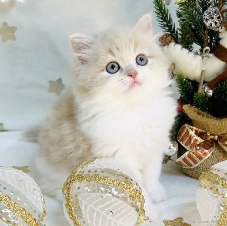 ID：2312-00198の子猫