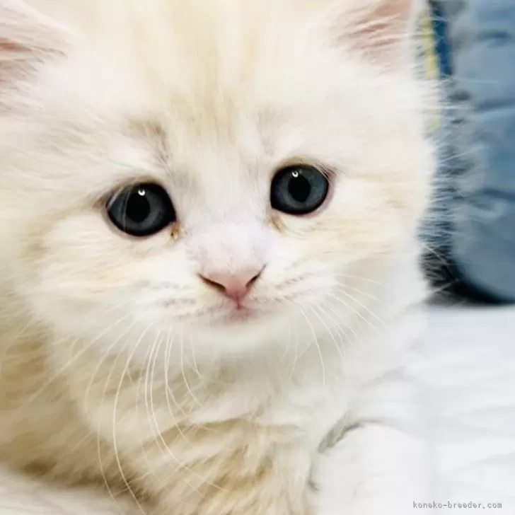 ID:2408-01811の子猫