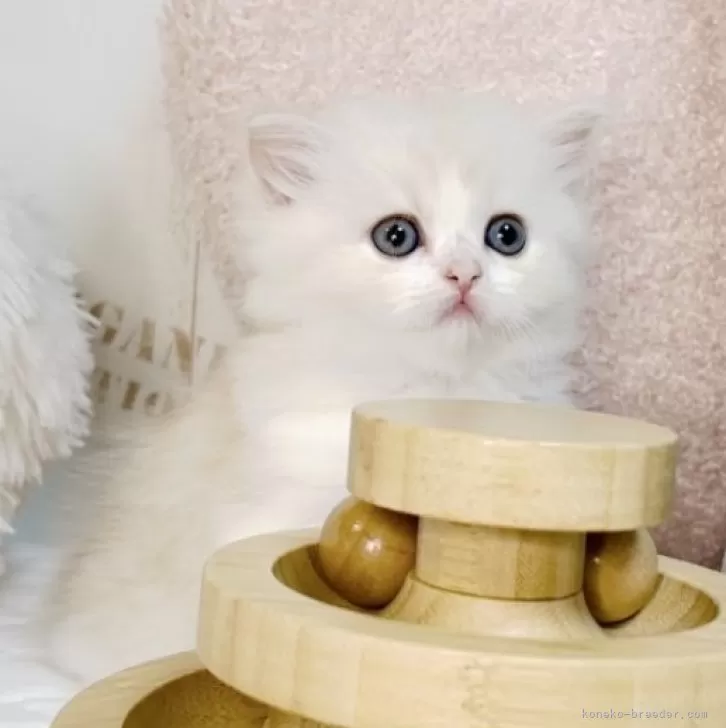 ID：2410-01057の子猫