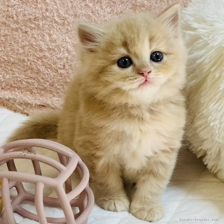 ID：2409-00635の子猫