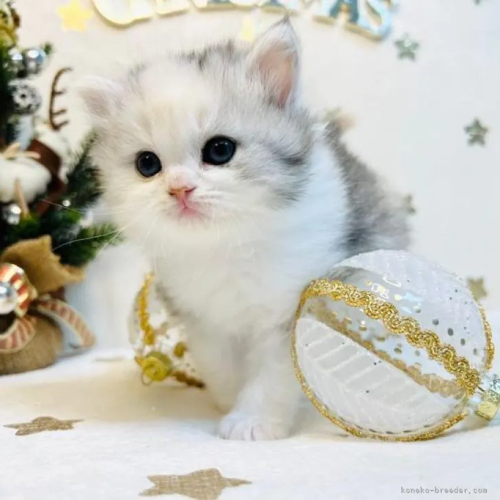 ID:2211-02420の子猫