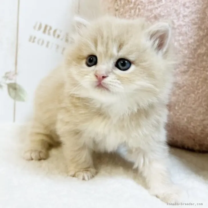 ID:2303-02453の子猫