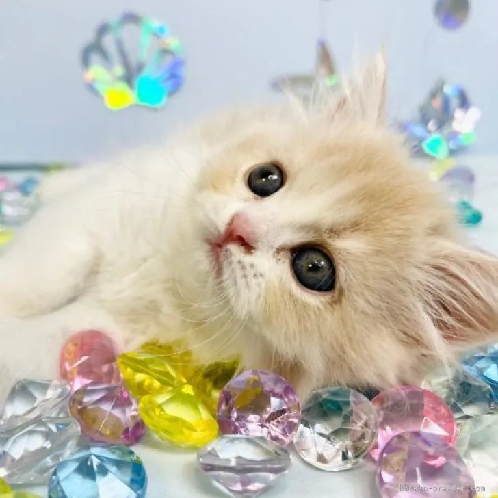 ID：2207-03183の子猫