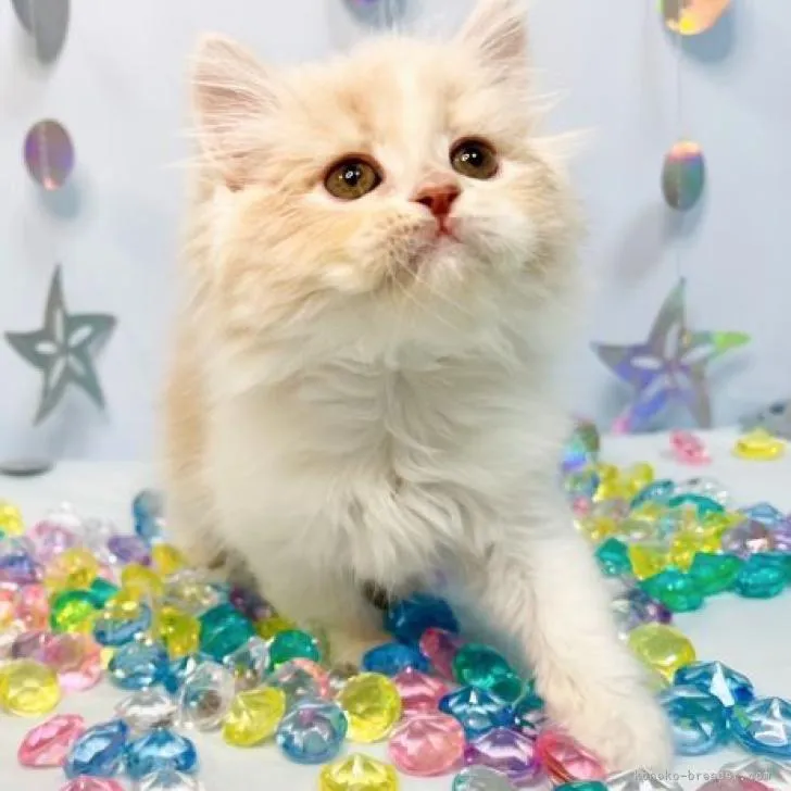 ID:2207-03397の子猫