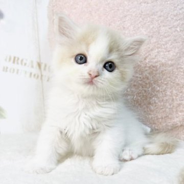 スコティッシュフォールド【東京都・女の子・2023年10月7日・クリーム&ホワイト】の写真「お顔の可愛い女の子💜」