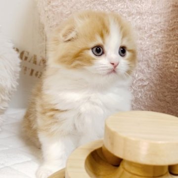 スコティッシュフォールド(折れ耳)【東京都・男の子・2024年9月4日・レッドタビー&ホワイト】の写真「可愛い男の子🎵」