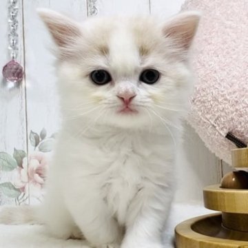 スコティッシュフォールド【東京都・男の子・2023年10月7日・クリーム&ホワイト】の写真「お顔の可愛い男の子🌟」