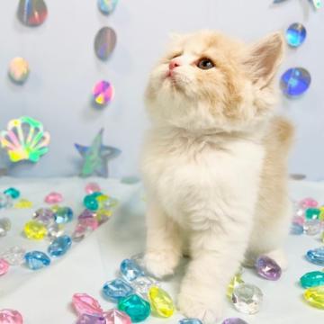 スコティッシュフォールド(立ち耳)【東京都・女の子・2022年6月9日・クリームタビー&ホワイト】の写真「⭐️動画upしました⭐️可愛い女の子♪」