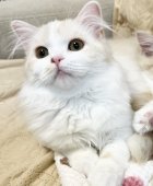 スコティッシュフォールド【・女の子・2022年10月20日・クリーム&ホワイト】