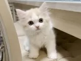 スコティッシュフォールド(立ち耳)【東京都・男の子・2023年10月7日・クリーム&ホワイト】の写真2
