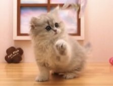 ペルシャ(チンチラ)【・女の子・2022年4月23日・ブルーチンチラゴールデン】