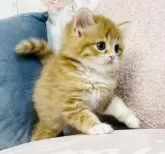 スコティッシュフォールド(立ち耳)【東京都・女の子・2024年7月8日・レッドタビー&ホワイト】の写真3