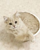 スコティッシュフォールド【・男の子・2021年3月26日・クリームタビー】