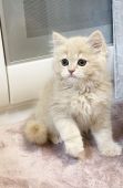 スコティッシュフォールド【・男の子・2021年3月26日・クリームタビー】