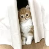 スコティッシュフォールド(立ち耳)【東京都・男の子・2025年6月5日・レッドタビー&ホワイト】の写真4