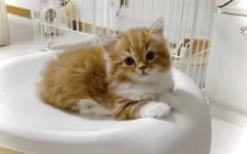 スコティッシュフォールド(立ち耳)【東京都・男の子・2025年6月5日・レッドタビー&ホワイト】の写真2