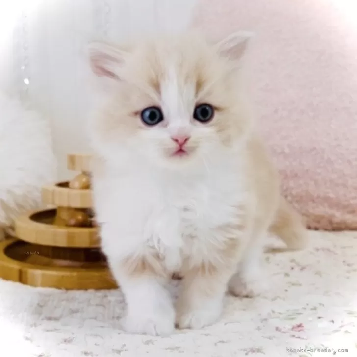 スコティッシュフォールド(立ち耳)【東京都・男の子・2025年9月25日・クリーム&amp;ホワイト】の写真1
