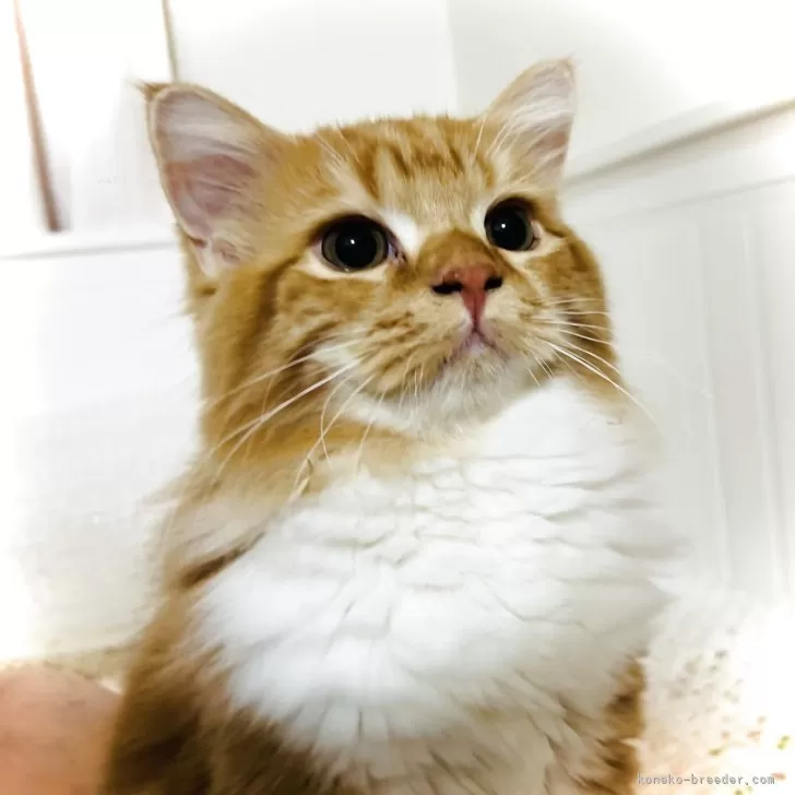 スコティッシュフォールド(立ち耳)【東京都・男の子・2025年6月5日・レッドタビー&amp;ホワイト】の写真1