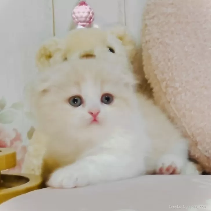 ID:2506-00176の子猫
