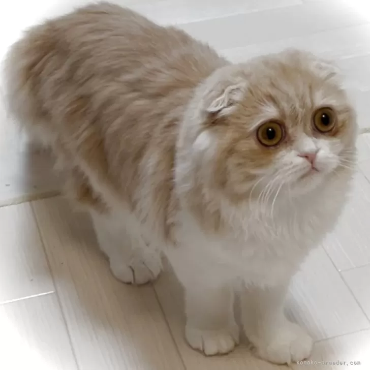 ID:2501-02573の子猫