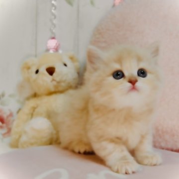 スコティッシュフォールド(立ち耳)【東京都・女の子・2025年4月22日・クリーム】の写真「ちっちゃな女の子🎀」