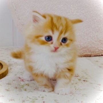 スコティッシュフォールド(立ち耳)【東京都・女の子・2025年9月24日・レッドタビー&ホワイト】の写真「可愛いすぎます♪女の子🤍」