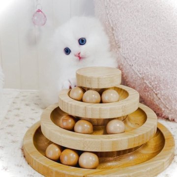 スコティッシュフォールド(折れ耳)【東京都・男の子・2025年9月25日・クリームカメオ&ホワイト】の写真「可愛いすぎます♪男の子🩵」