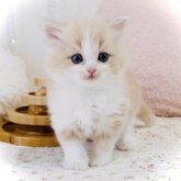 スコティッシュフォールド(立ち耳)